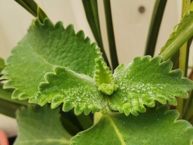 薄荷