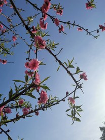 桃花