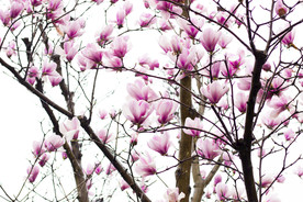 玉兰花