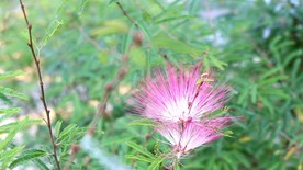 花 风景 盛开 鲜艳 生命力
