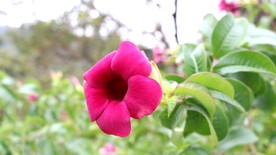 花 风景 盛开 鲜艳 生命力