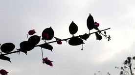 花 风景 盛开 鲜艳 生命力