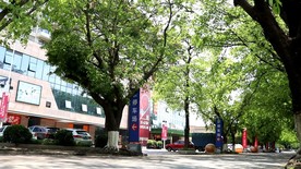 绿色城市 绿荫