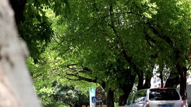 绿色城市 绿荫 道路