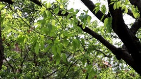 绿色城市 绿荫