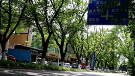 绿色城市 绿荫