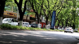 绿色城市 绿荫