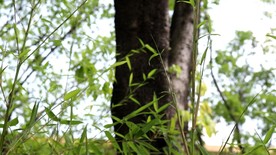 绿色城市 绿荫