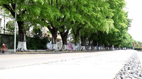 绿色城市 绿荫