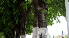绿色城市 绿荫