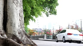 绿色城市 绿荫