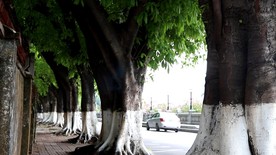 绿色城市 绿荫