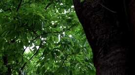 绿色城市 绿荫