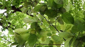 绿色城市 绿荫