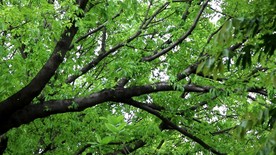 绿色城市 绿荫