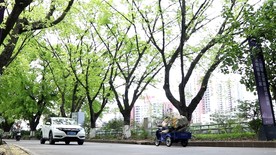 绿荫