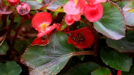 蜜蜂 采蜜