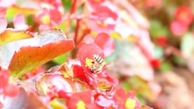 蜜蜂 采蜜