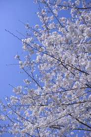 樱花8