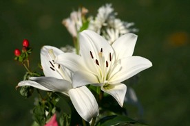 百合