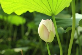 荷花 莲花
