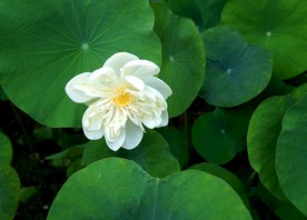 荷花 莲花