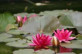 植物花卉
