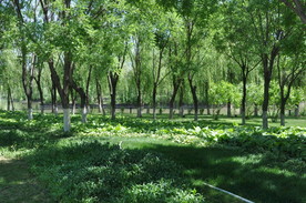 北京公园里的国槐树林与地被植物