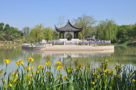 水边的黄菖蒲与远处的南式古建亭