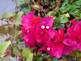 雨后六角梅