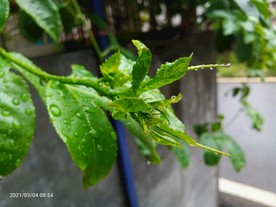 绿植 盆栽植物 盆栽绿植 植物