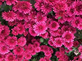 菊