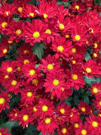 菊