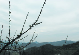 春天   发芽