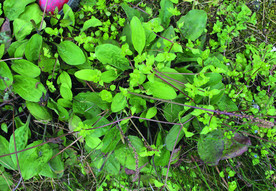 野草