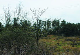 田园风景    春天
