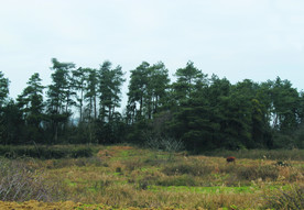 田园风景    春天