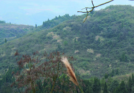 山