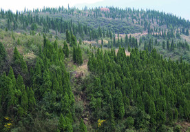 山 树林 山川 森林  山岭