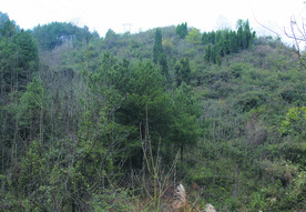 山   树林  森林