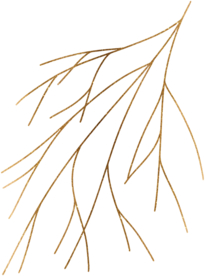 手绘植物
