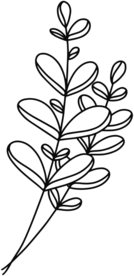 手绘植物