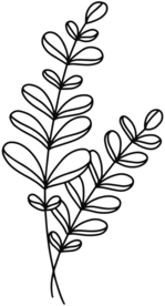 手绘植物