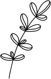 手绘植物