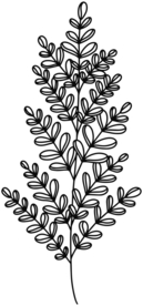 手绘植物