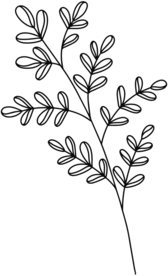 手绘植物