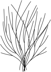 手绘树枝