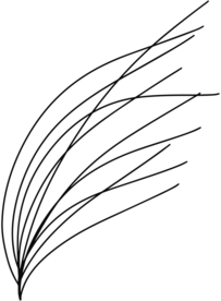 手绘树枝