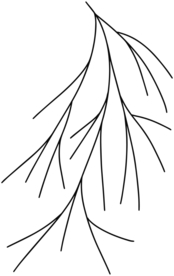 手绘树枝