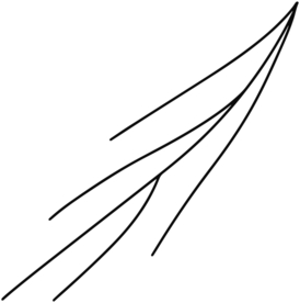 手绘树枝